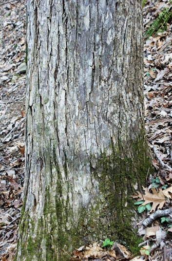 {Ulmus serotina}